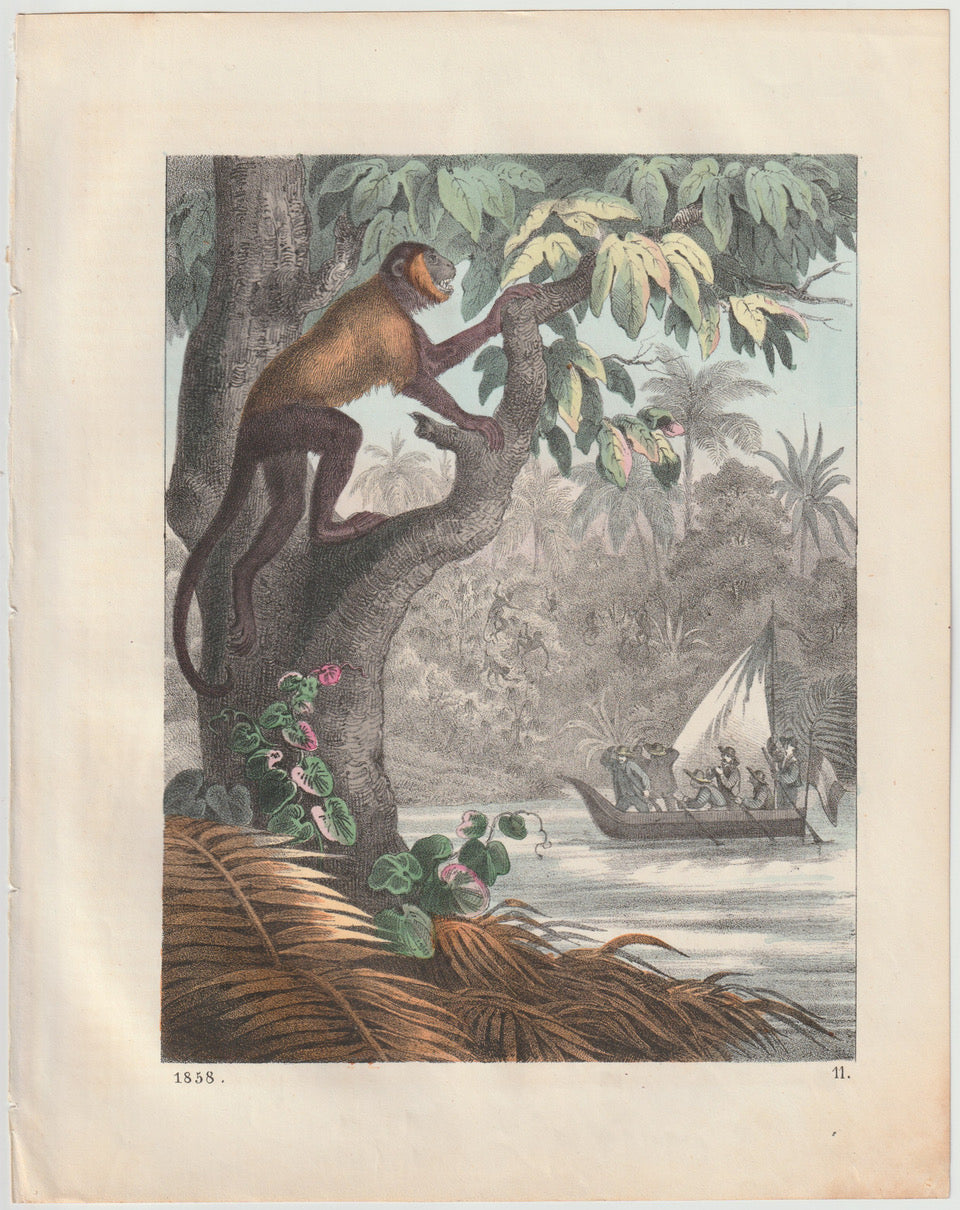 Original Kletternder Affe Tafel 1855 Affen Lithografie