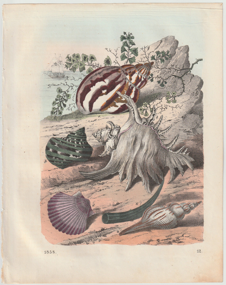 Original Muscheln & Schnecken Tafel 1858