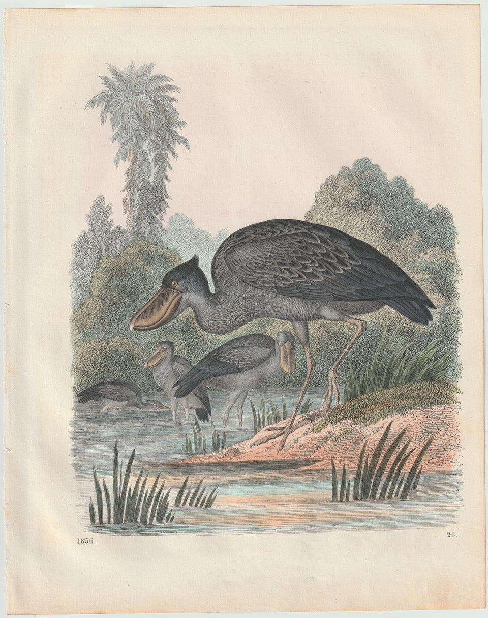Original Schuhschnabel Tafel 1856 Vogel Lithografie