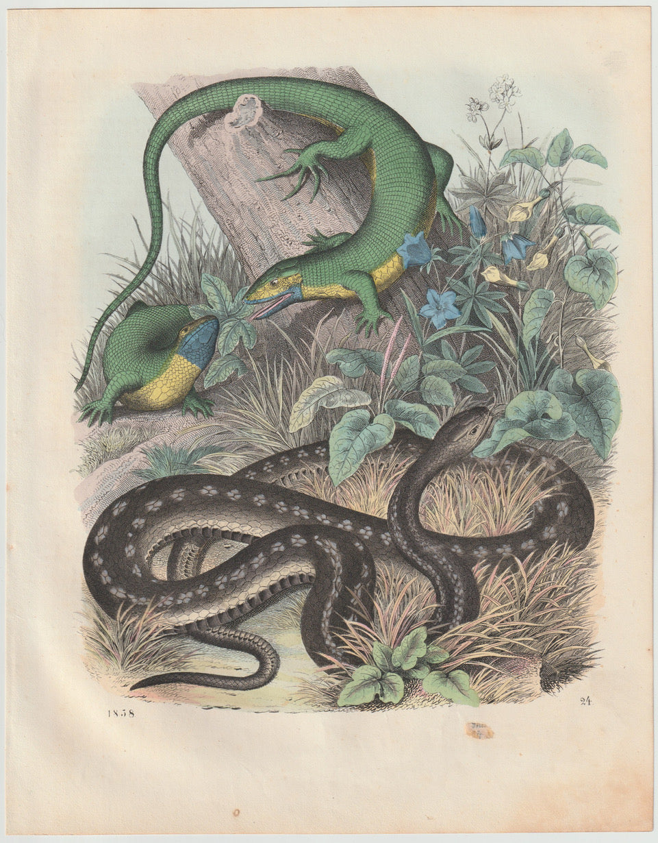 Original Eidechsen & Schlangen Tafel 1858