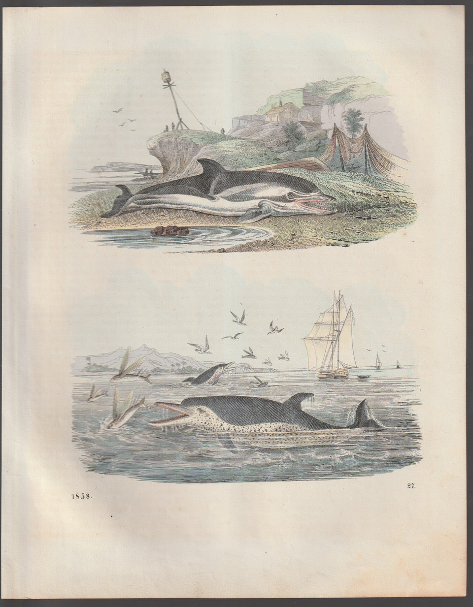 Original Delfin Tafel 1858 Antike Tierdarstellung