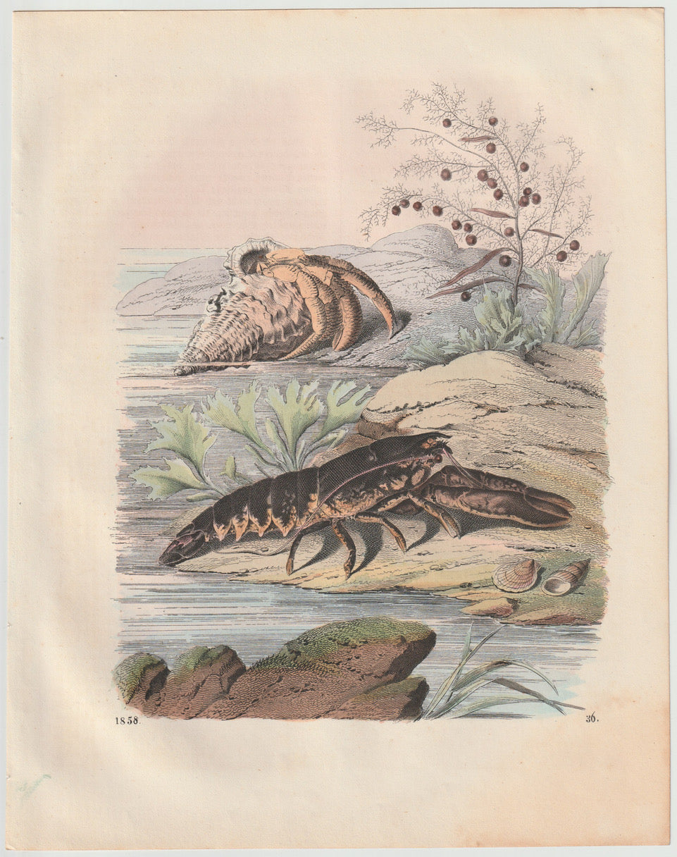 Original Krustentiere Tafel 1858 Meeres-Lithografie