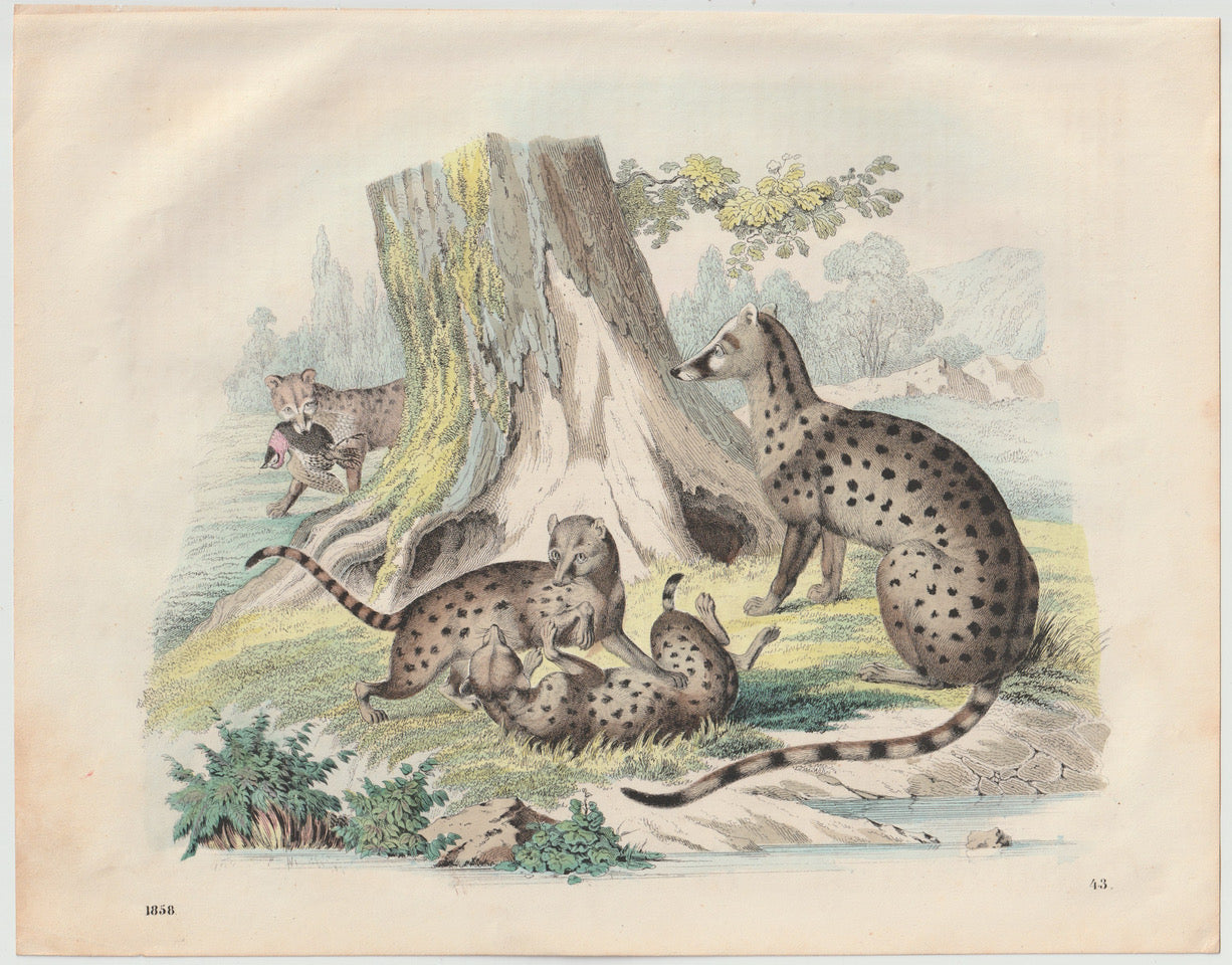 Original Zibetkatze Tafel 1858 Tiere Lithografie