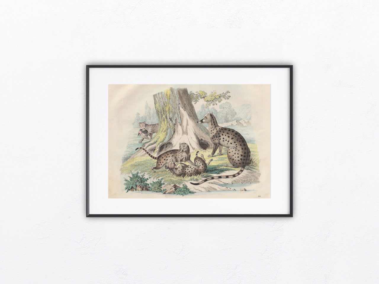Original Zibetkatze Tafel 1858 Tiere Lithografie
