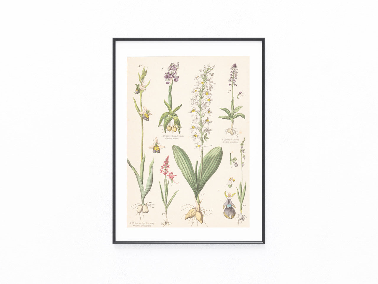 Originaltafel Orchideen Ragwurz Ophrys 1895