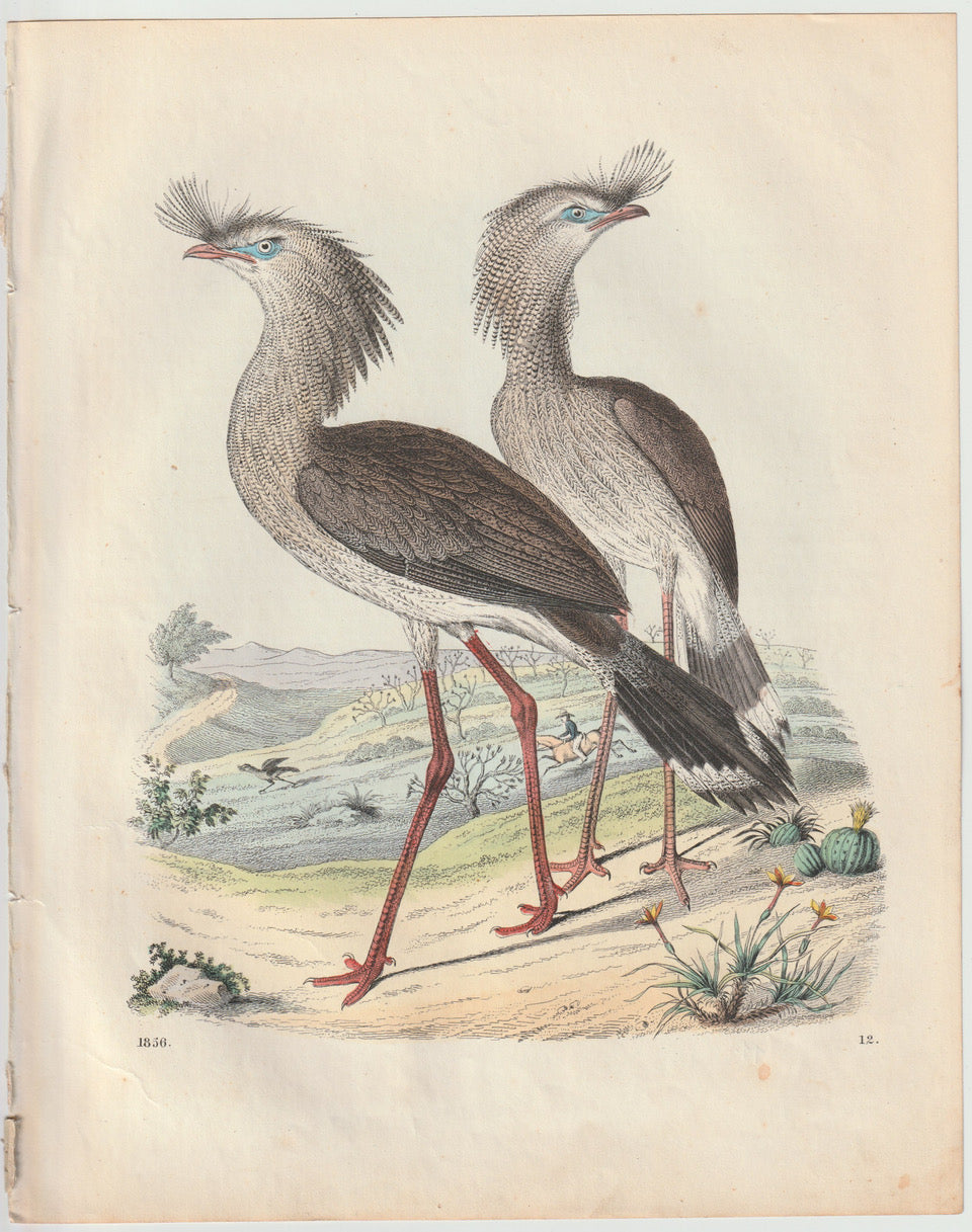 Original Sekretärvogel Tafel 1856 Vogel Lithografie