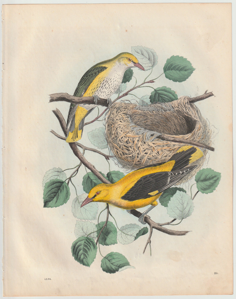 Original Pirol Tafel 1858 seltene Vogel Lithografie