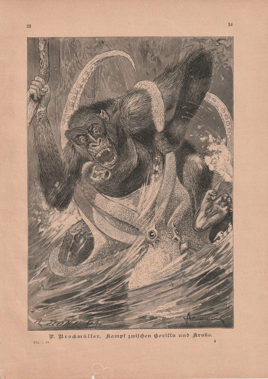 Kampf Gorilla gegen Krake 1890 | Original Illustration