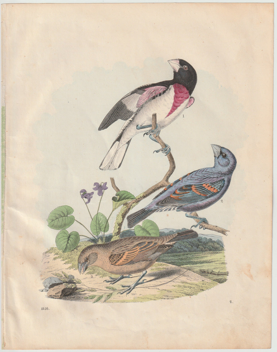 Original Kardinalvögel 1856 Vogel Lithografie