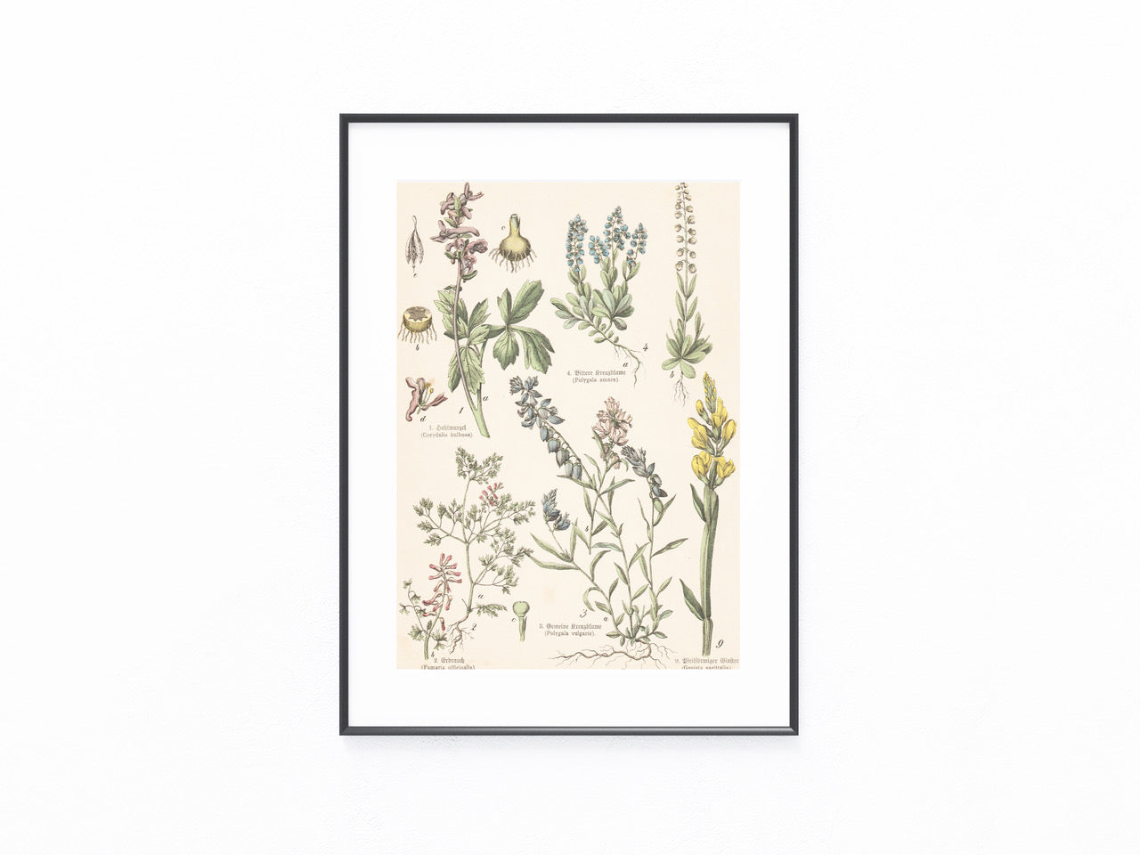 Originaltafel Kreuzblumen & Erdrauch 1895
