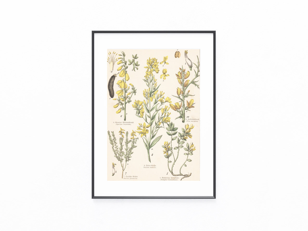 Originaltafel Ginster & Kreuzblumen 1895