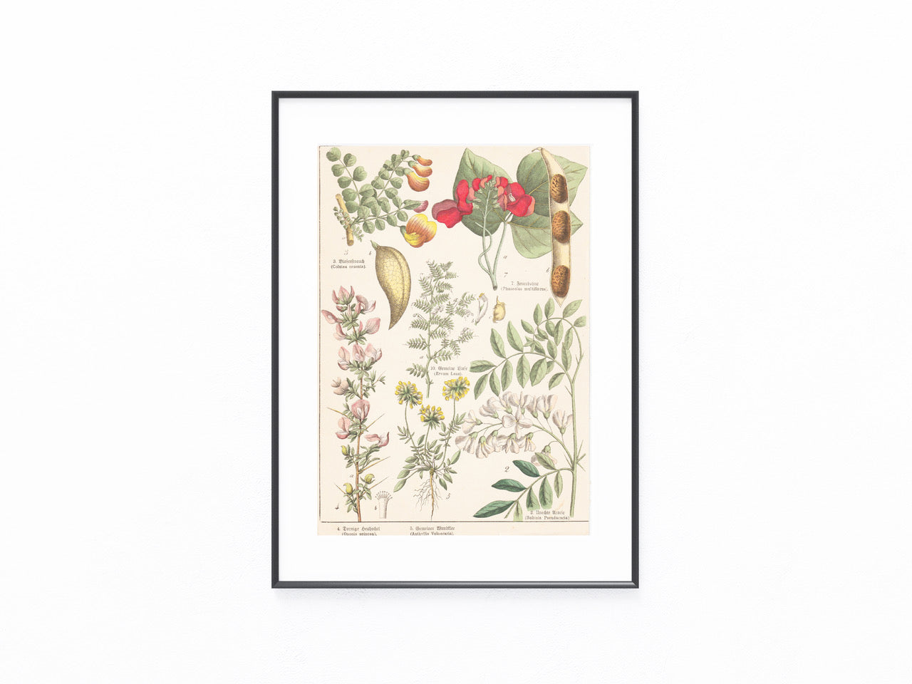 Botanische Tafel Hülsenfrüchte – Linse, Feuerbohne, Robinie 1895