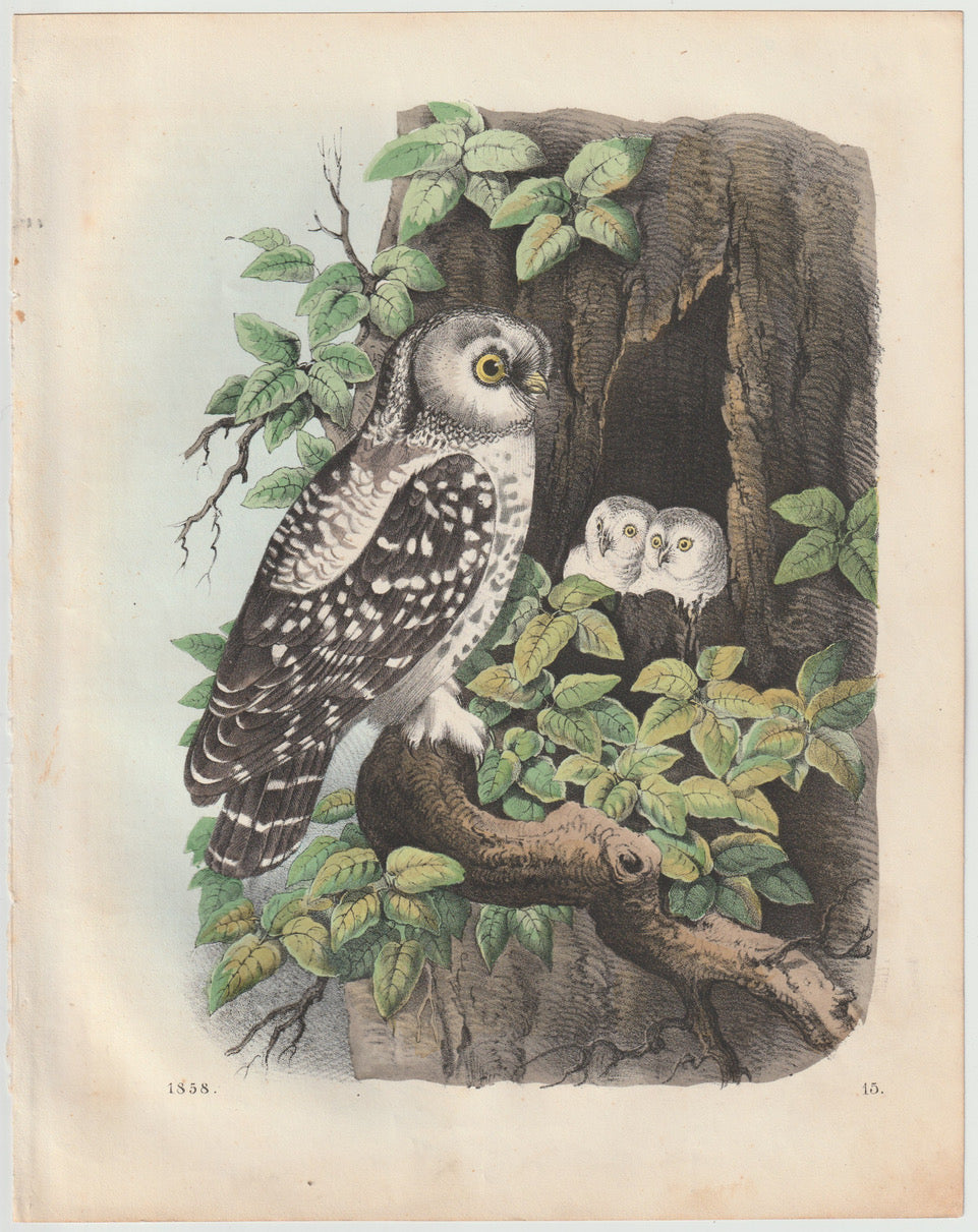 Original Eule mit Jungen Tafel 1858
