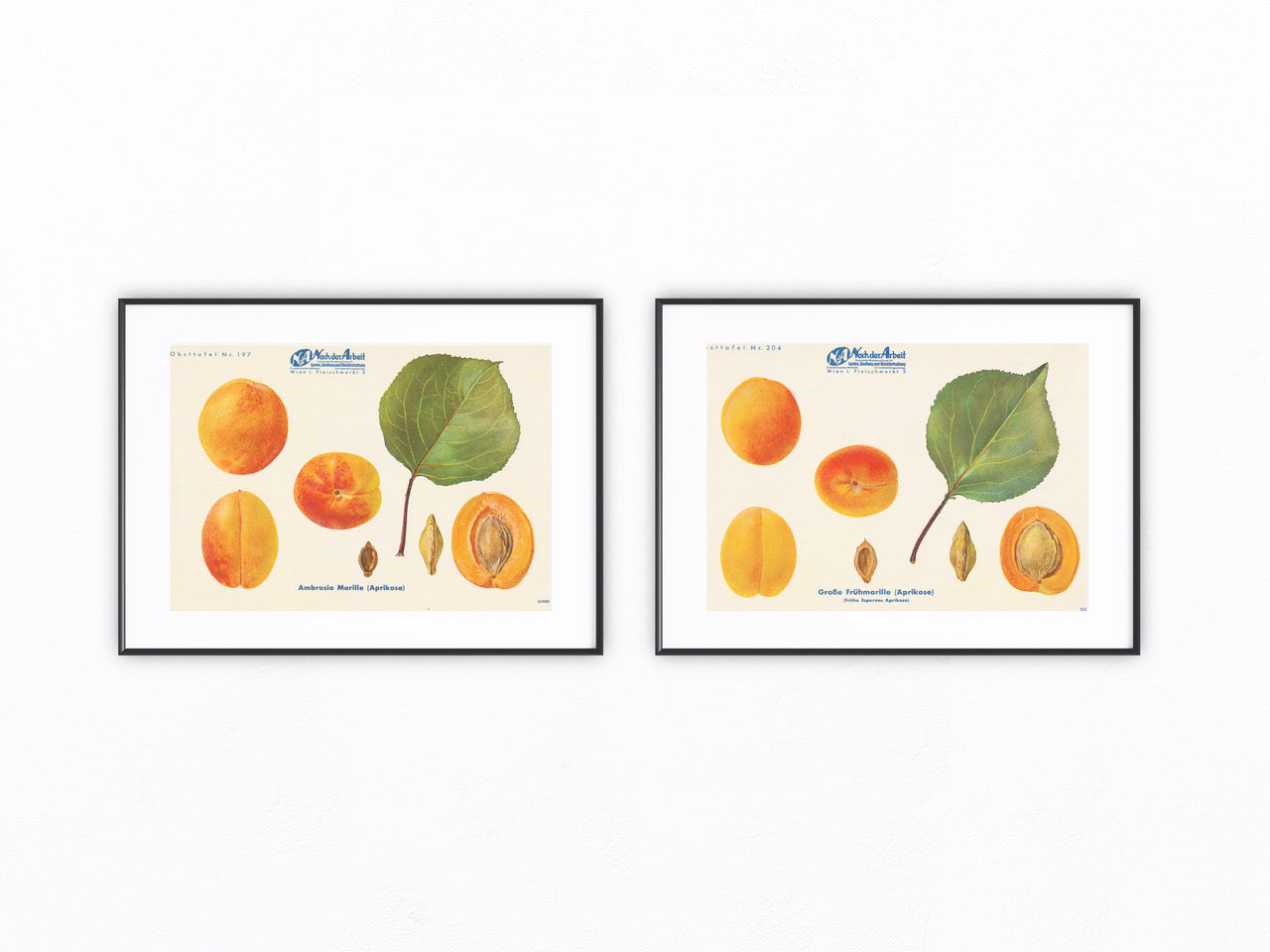 Marille Vintage Obsttafel Duo original 1940