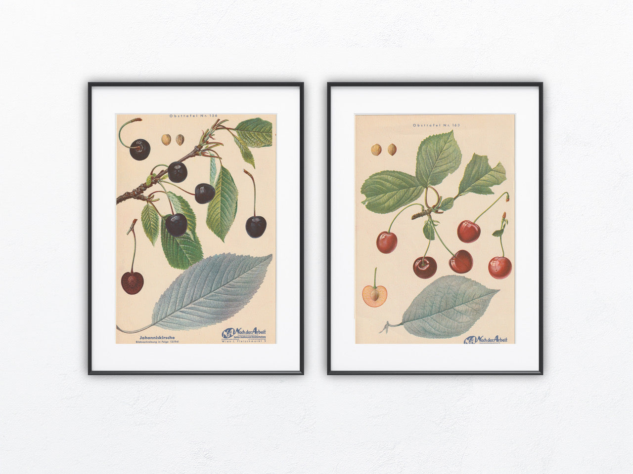 Kirschen Vintage Obsttafel Duo original 1940