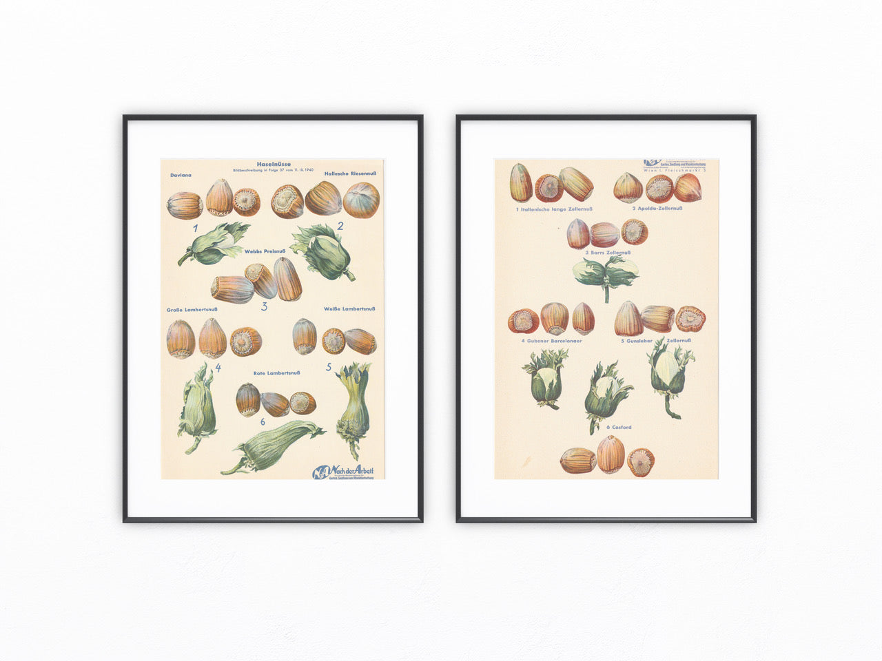 Haselnüsse Vintage Obsttafel 1940 Original