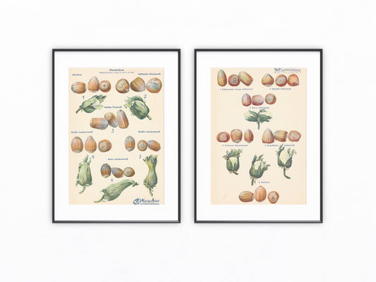 Haselnüsse Vintage Obsttafel 1940 Original