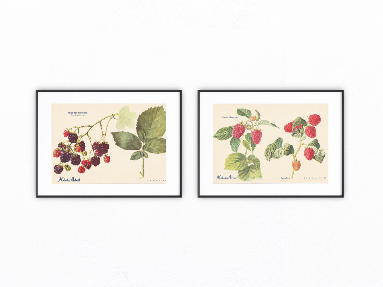 Himbeeren Vintage original Obsttafel 1940