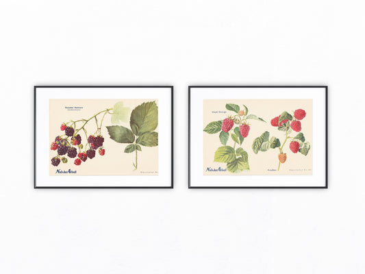 Himbeeren Vintage original Obsttafel 1940