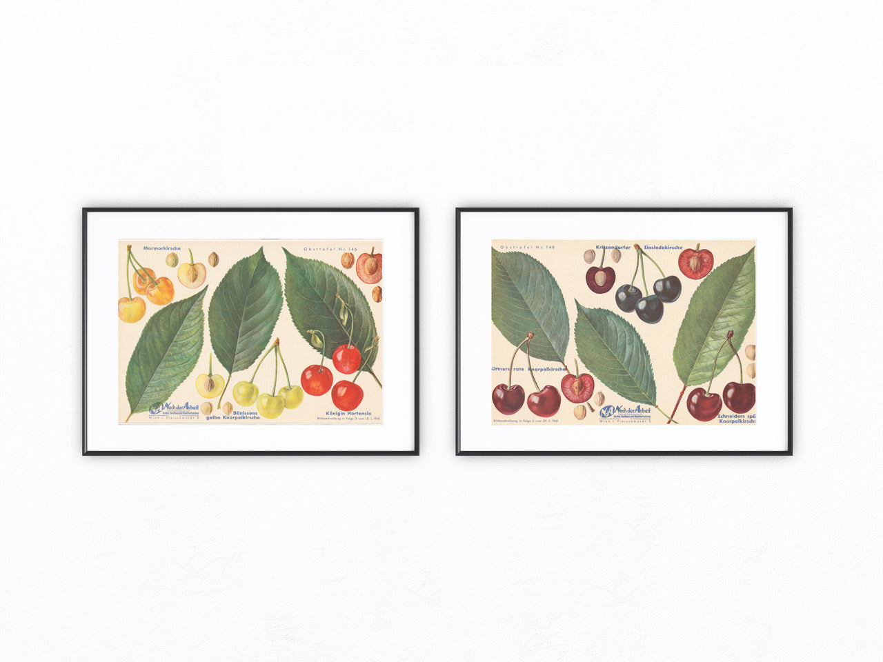 Kirschen Vintage original Obsttafel 1940