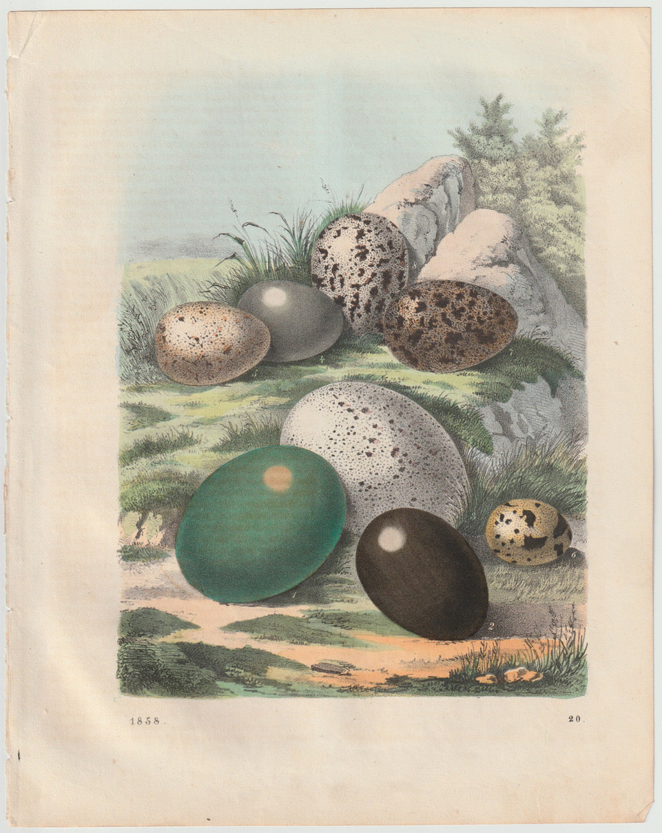 Original Vogeleier Lithografie 1858 Naturkunde Vögel