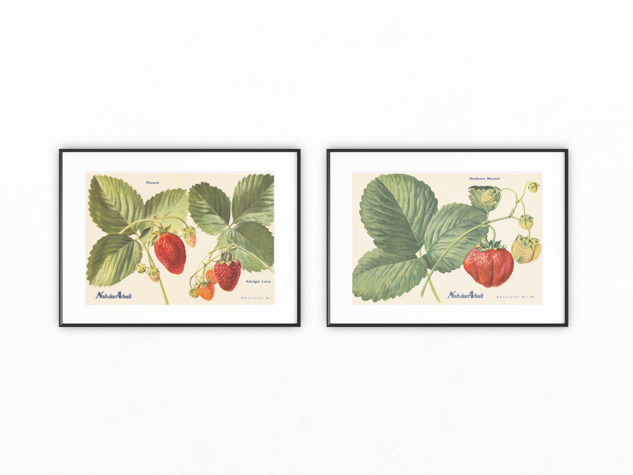 Erdbeeren Vintage original Obsttafel 1940