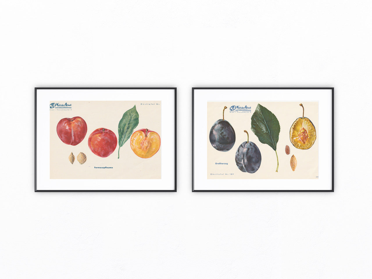 Pflaumen Zwetschgen Vintage original Obsttafel 1940