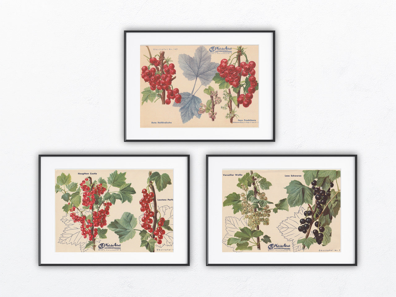 Vintage Johannisbeeren Ribisel Obsttafel Trio 1940
