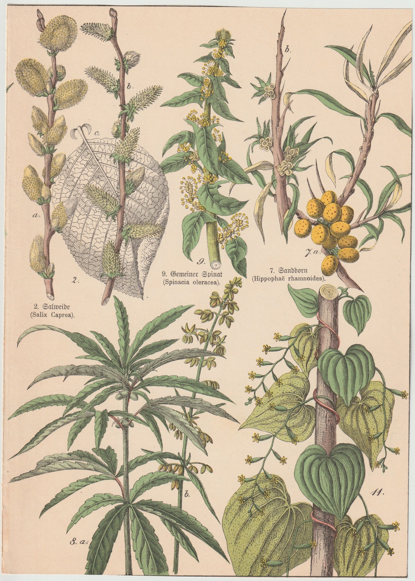 Originaltafel Hanf Cannabis sativa, Spinat, Yamswurzel 1895