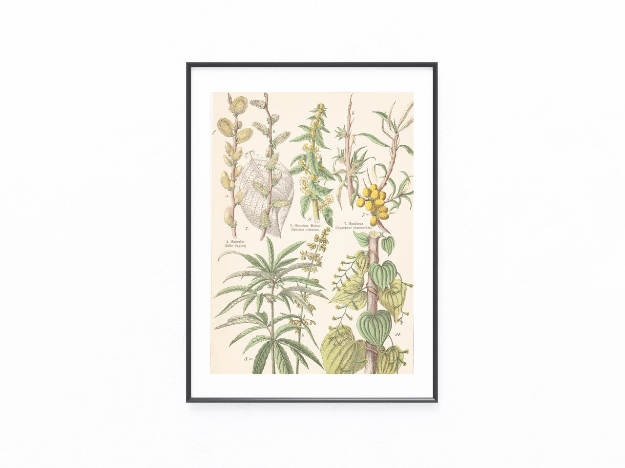 Originaltafel Hanf Cannabis sativa, Spinat, Yamswurzel 1895