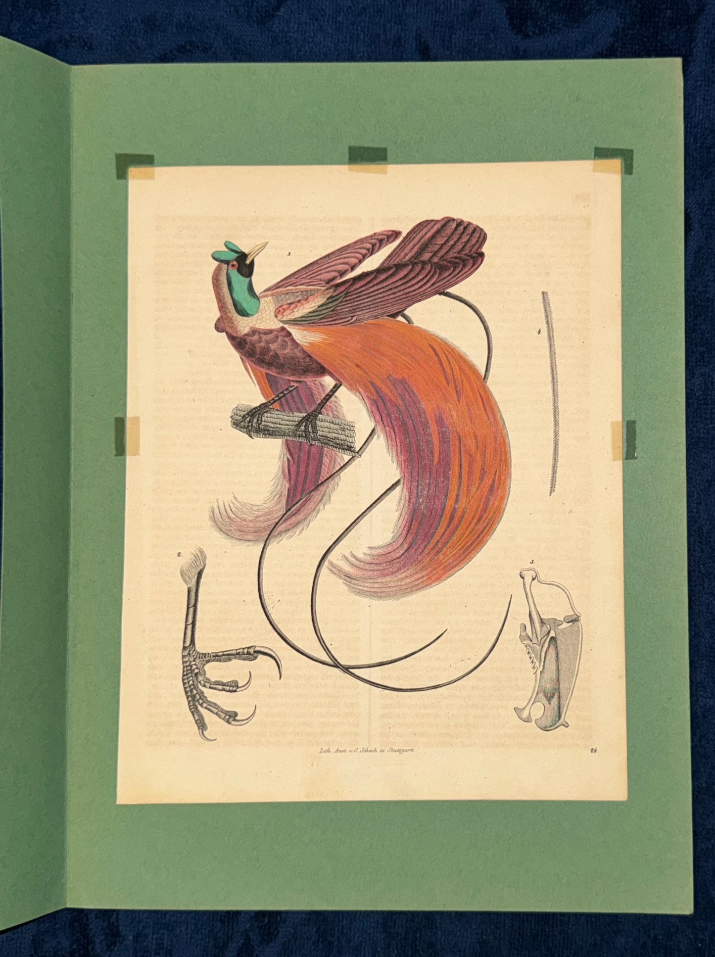 1856 Original Paradiesvogel Seleucidis melanoleuca Vogelkunde Zoologie
