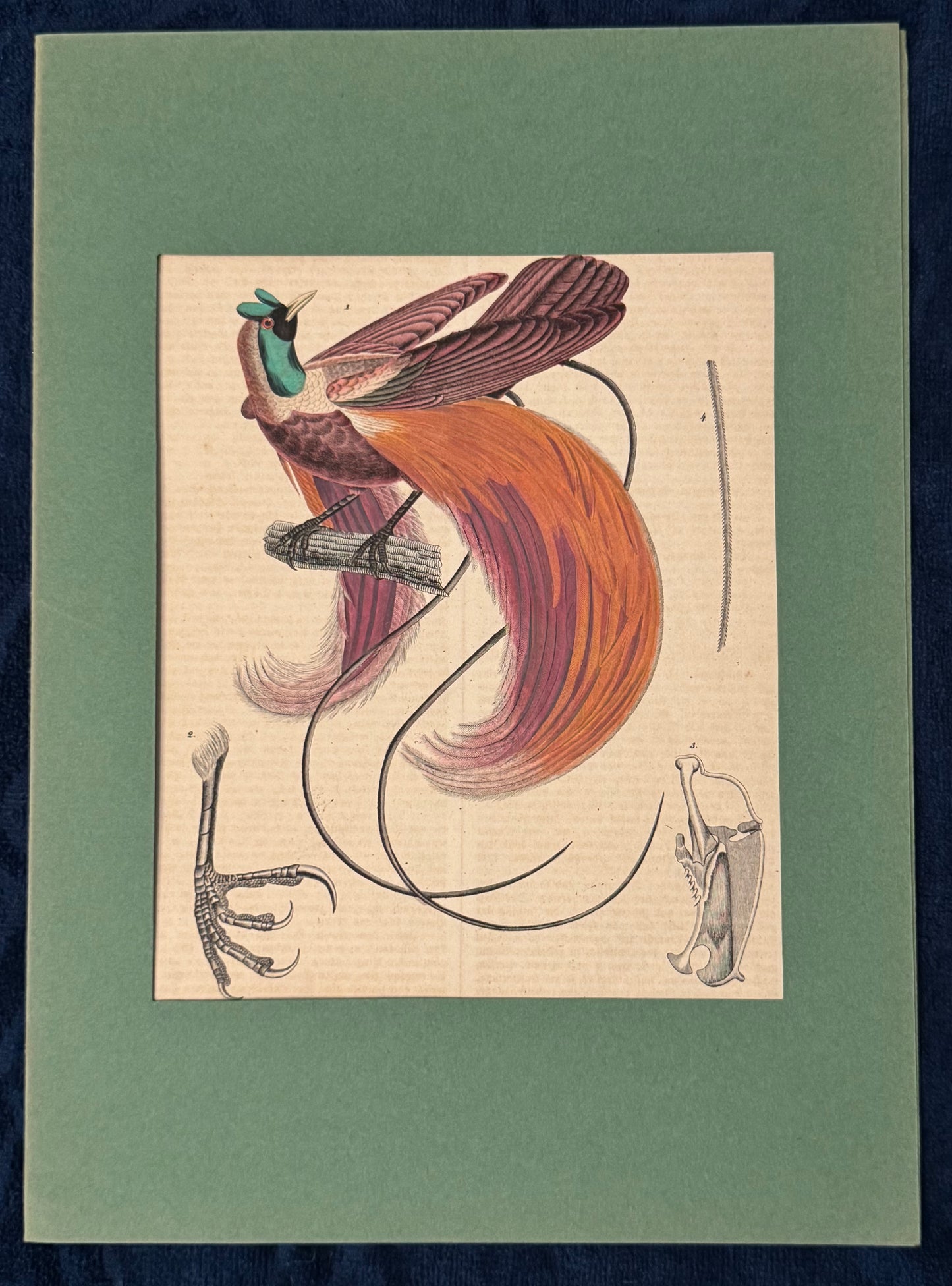 1856 Original Paradiesvogel Seleucidis melanoleuca Vogelkunde Zoologie