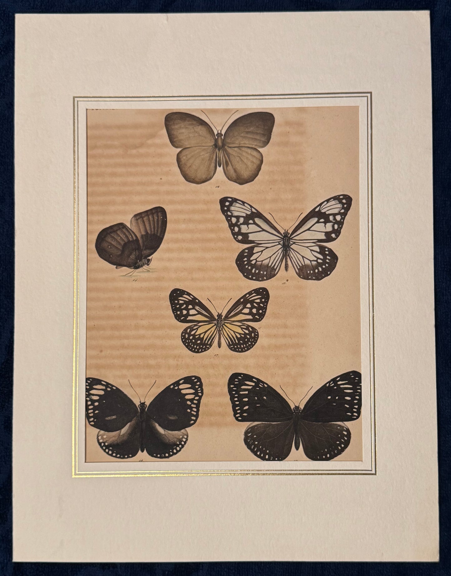 Original Schmetterlingse Tafel 1850 | Exotische Falter in Naturfarben | koloriert