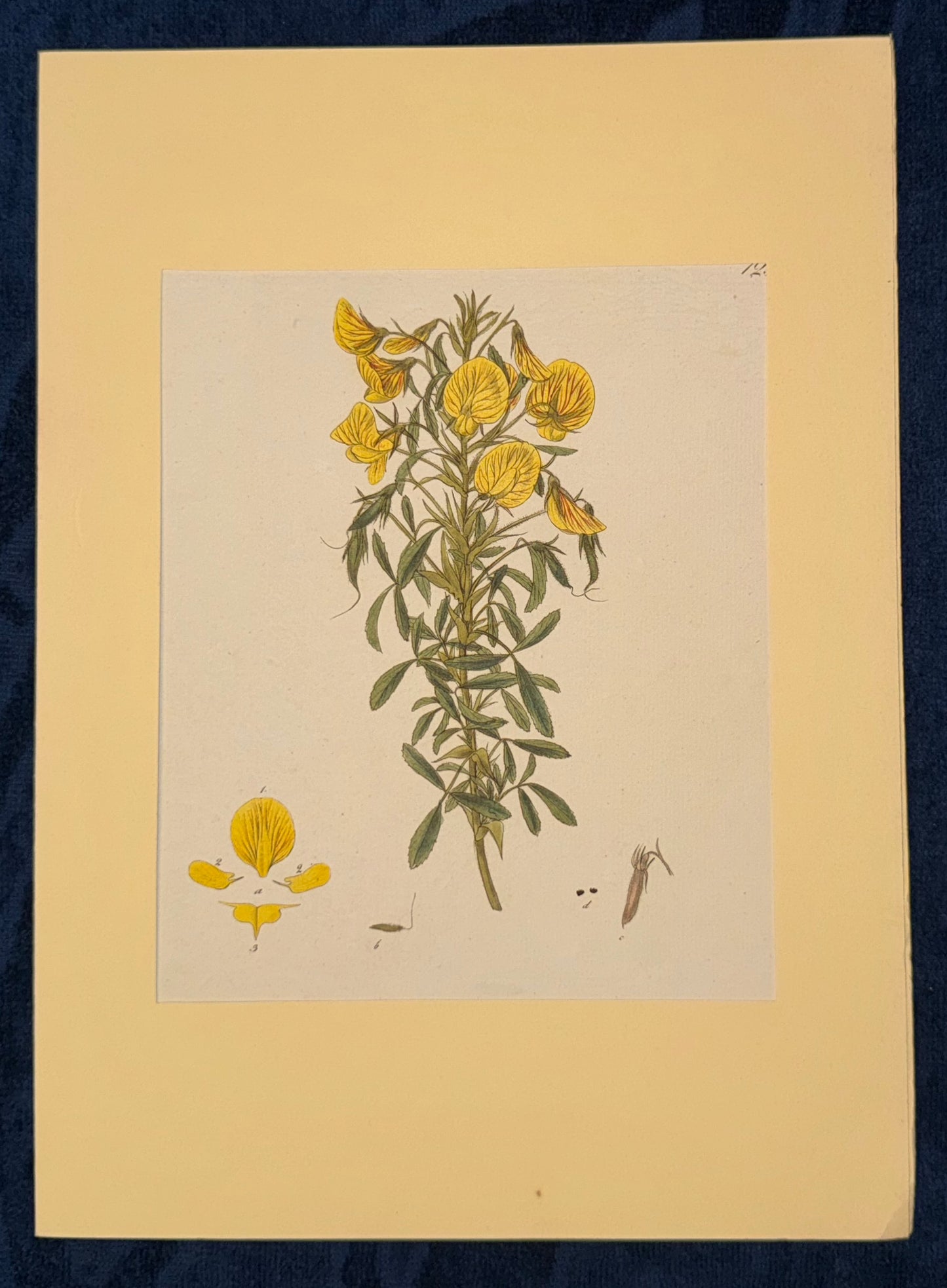 1850 Original Botanische Tafel Gelbe Blüten | Handkolorierter Druck Blumen Botanik