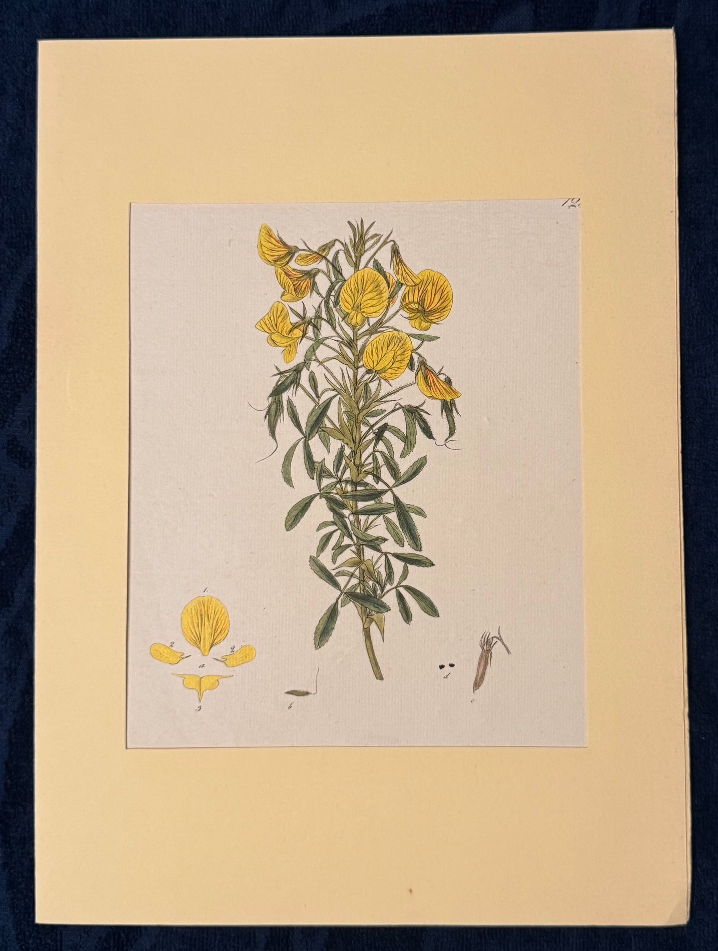 1850 Original Botanische Tafel Gelbe Blüten | Handkolorierter Druck Blumen Botanik