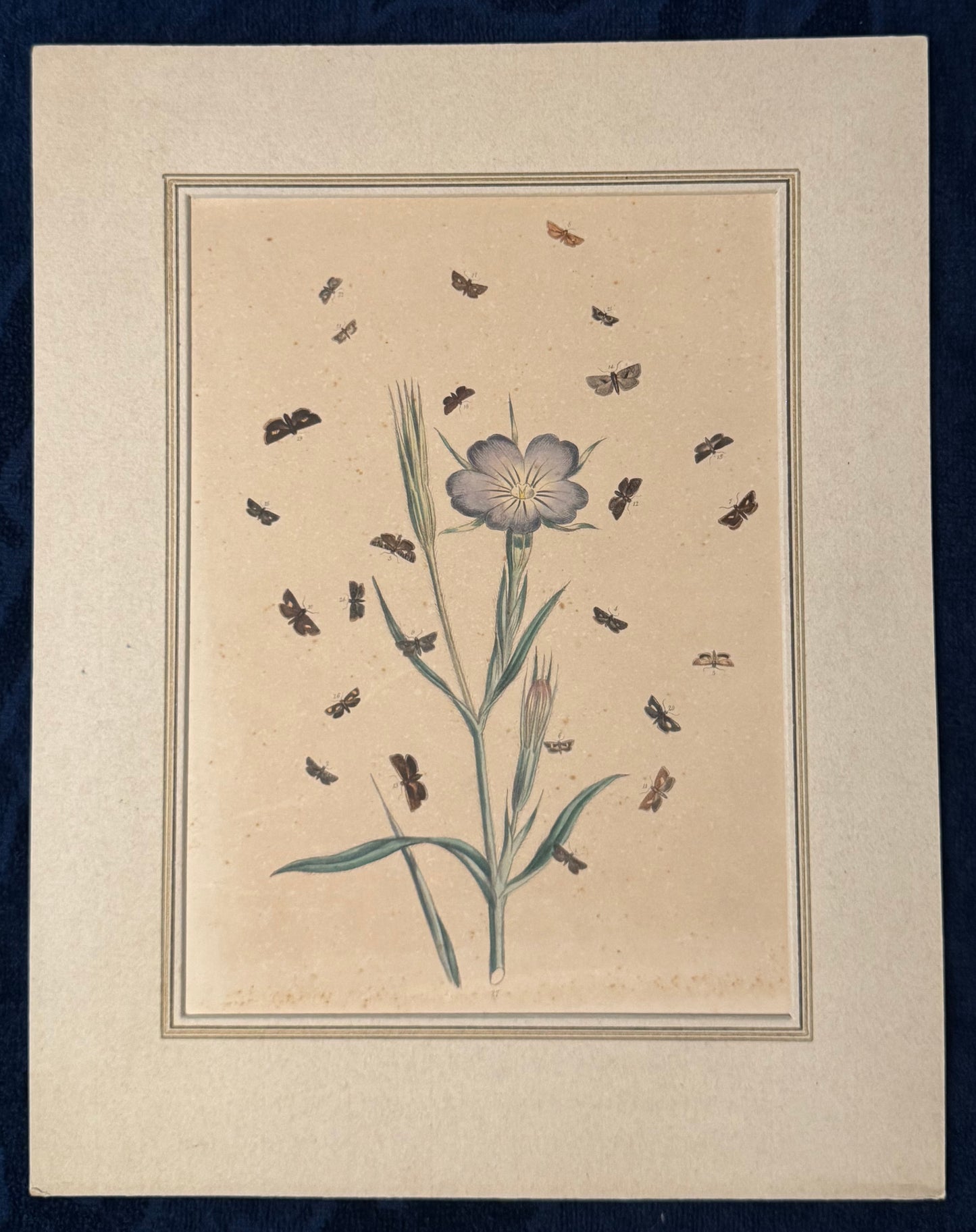 1850 Original Naturstudie Blüte & Schmetterlinge | Handkolorierter Kupferstich