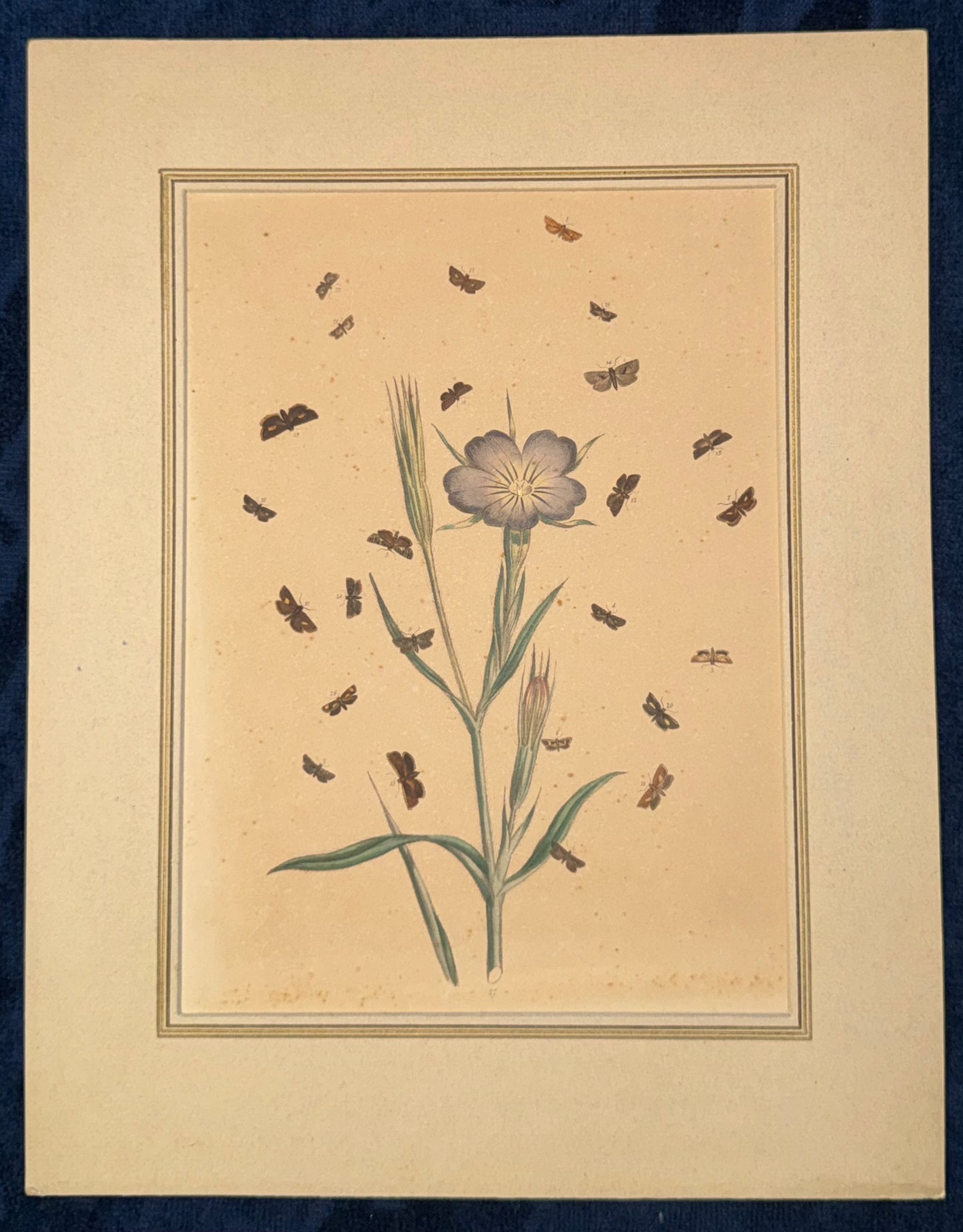 1850 Original Naturstudie Blüte & Schmetterlinge | Handkolorierter Kupferstich
