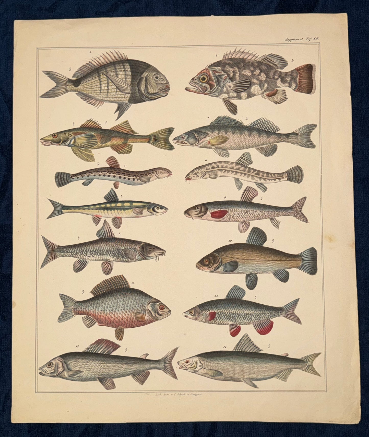 Original Tafel Fische 1880 Naturkunde Lithografie
