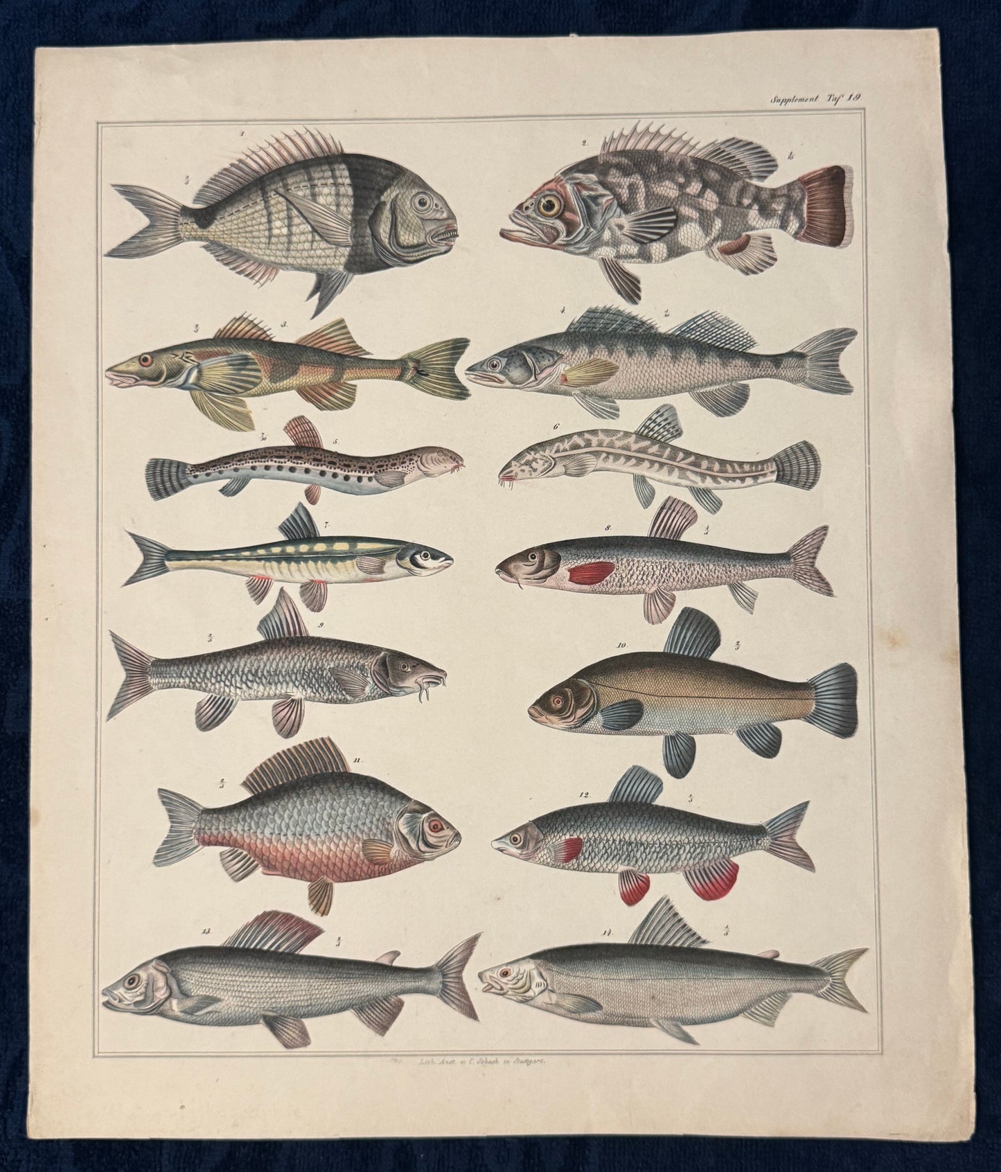 Original Tafel Fische 1880 Naturkunde Lithografie