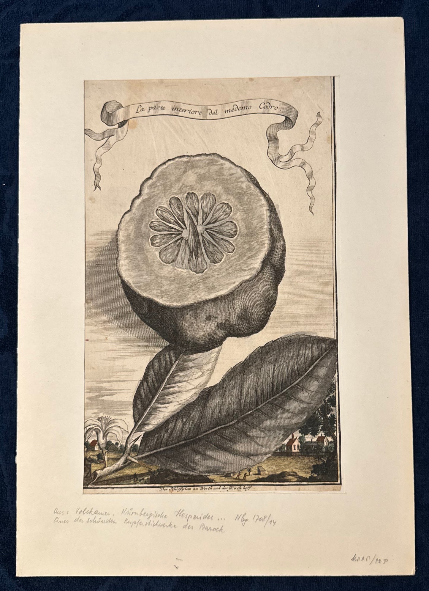 Zitrone Kupferstich La parte interiore del medemo Cedro 1708