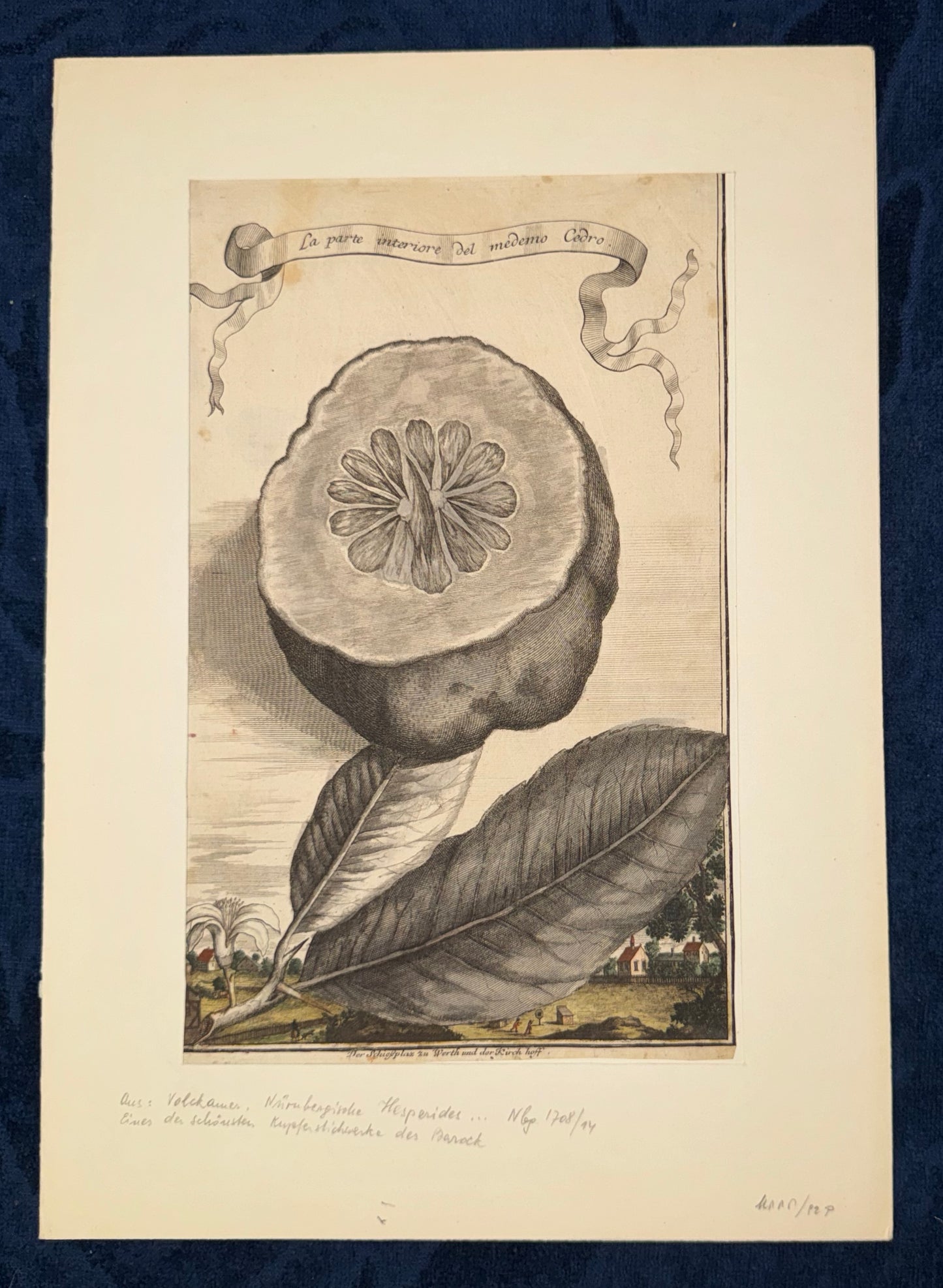 Zitrone Kupferstich La parte interiore del medemo Cedro 1708