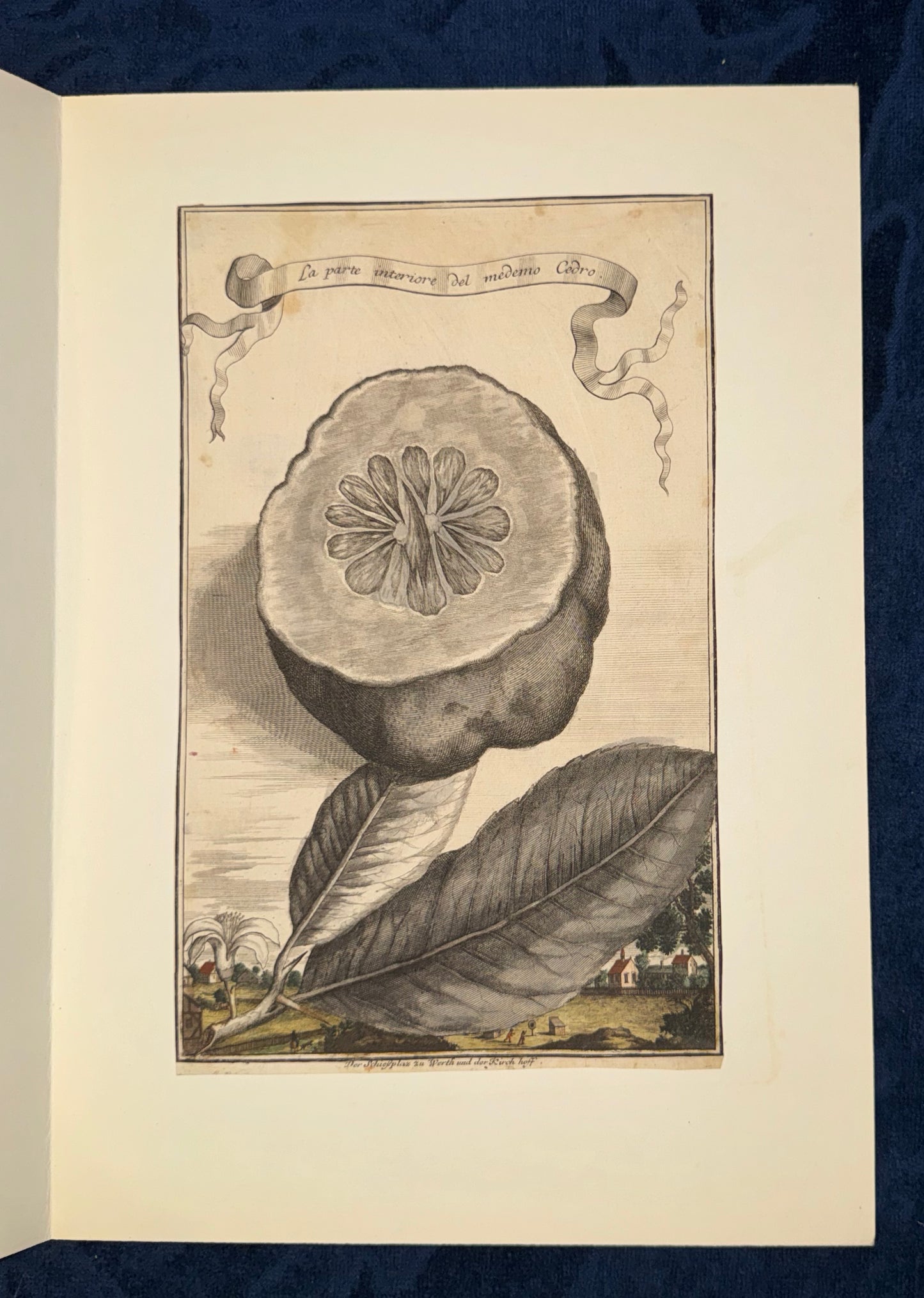 Zitrone Kupferstich La parte interiore del medemo Cedro 1708
