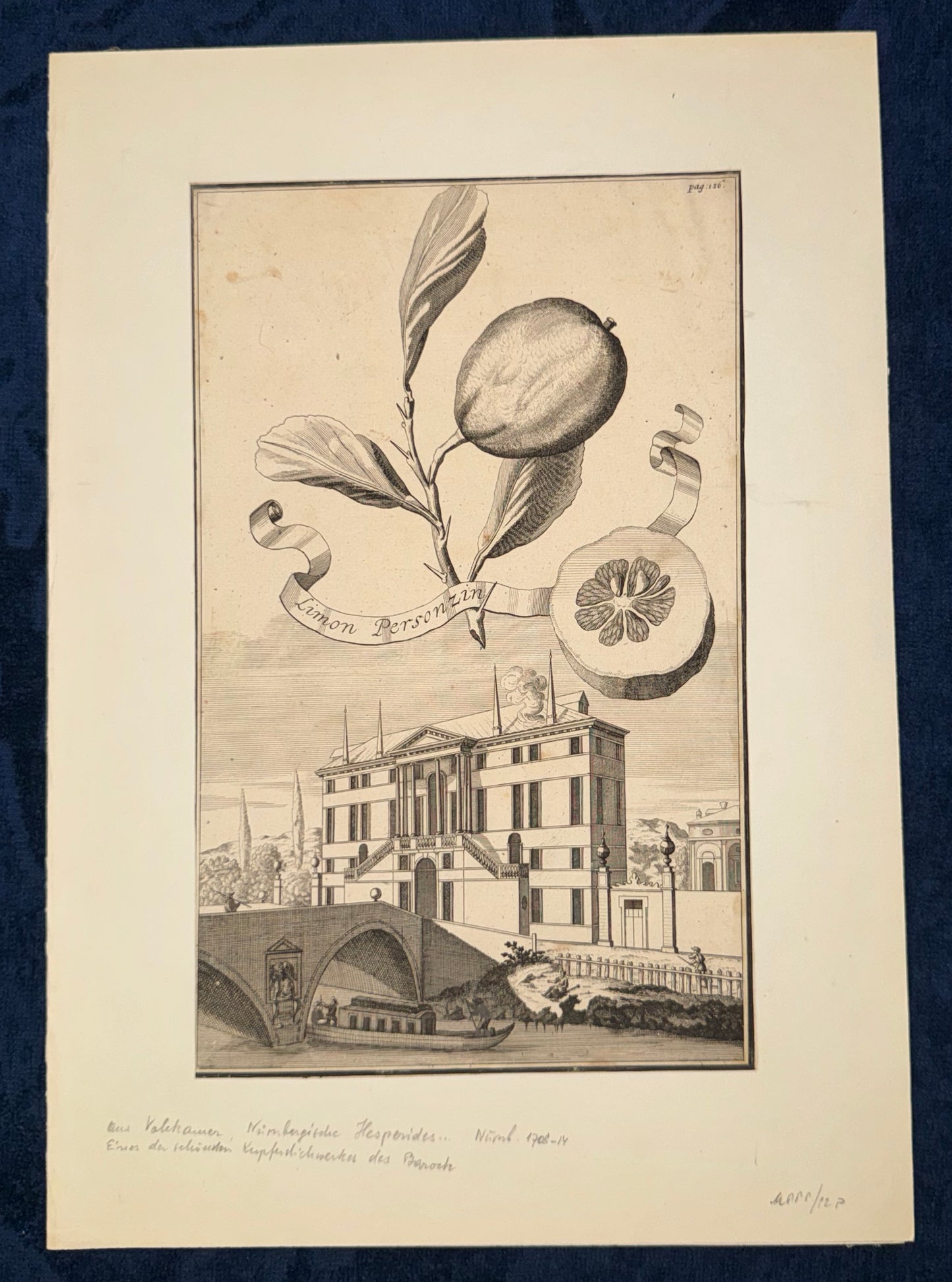 Kupferstich Limon Personzini 1708 | Historische Zitrusgrafik Zitrone