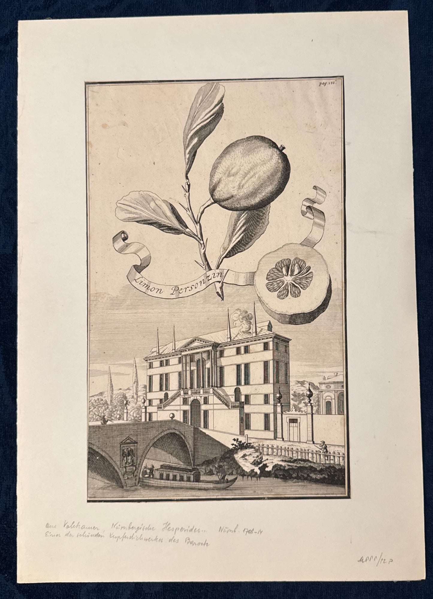 Kupferstich Limon Personzini 1708 | Historische Zitrusgrafik Zitrone