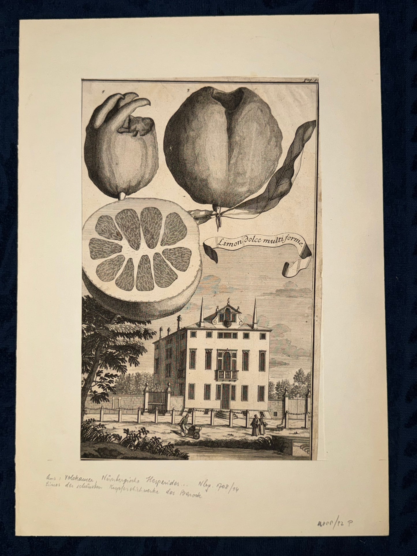 Limon dolce multiforme 1708 | Kupferstich Zitrusgrafik Zitrone