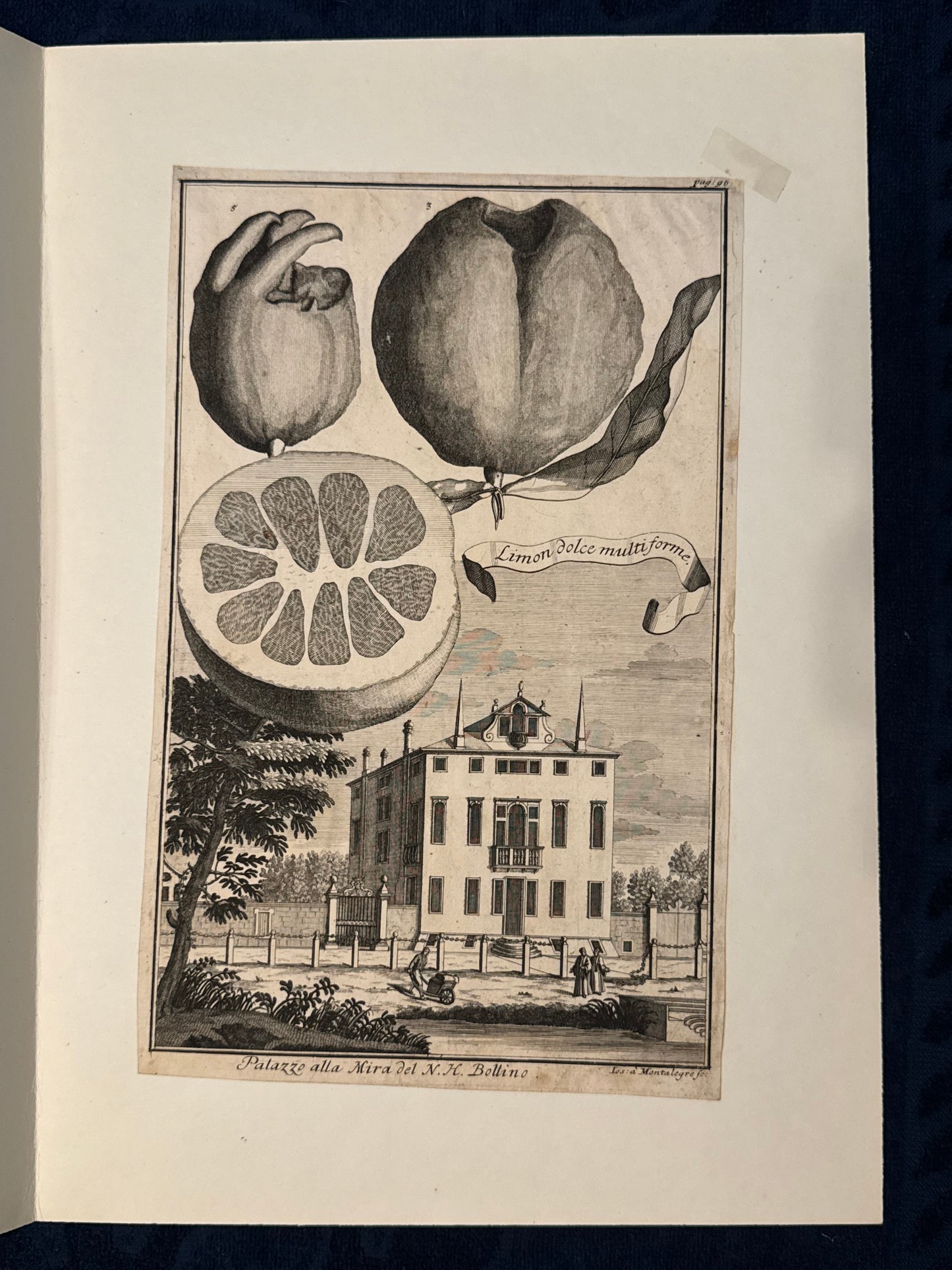 Limon dolce multiforme 1708 | Kupferstich Zitrusgrafik Zitrone