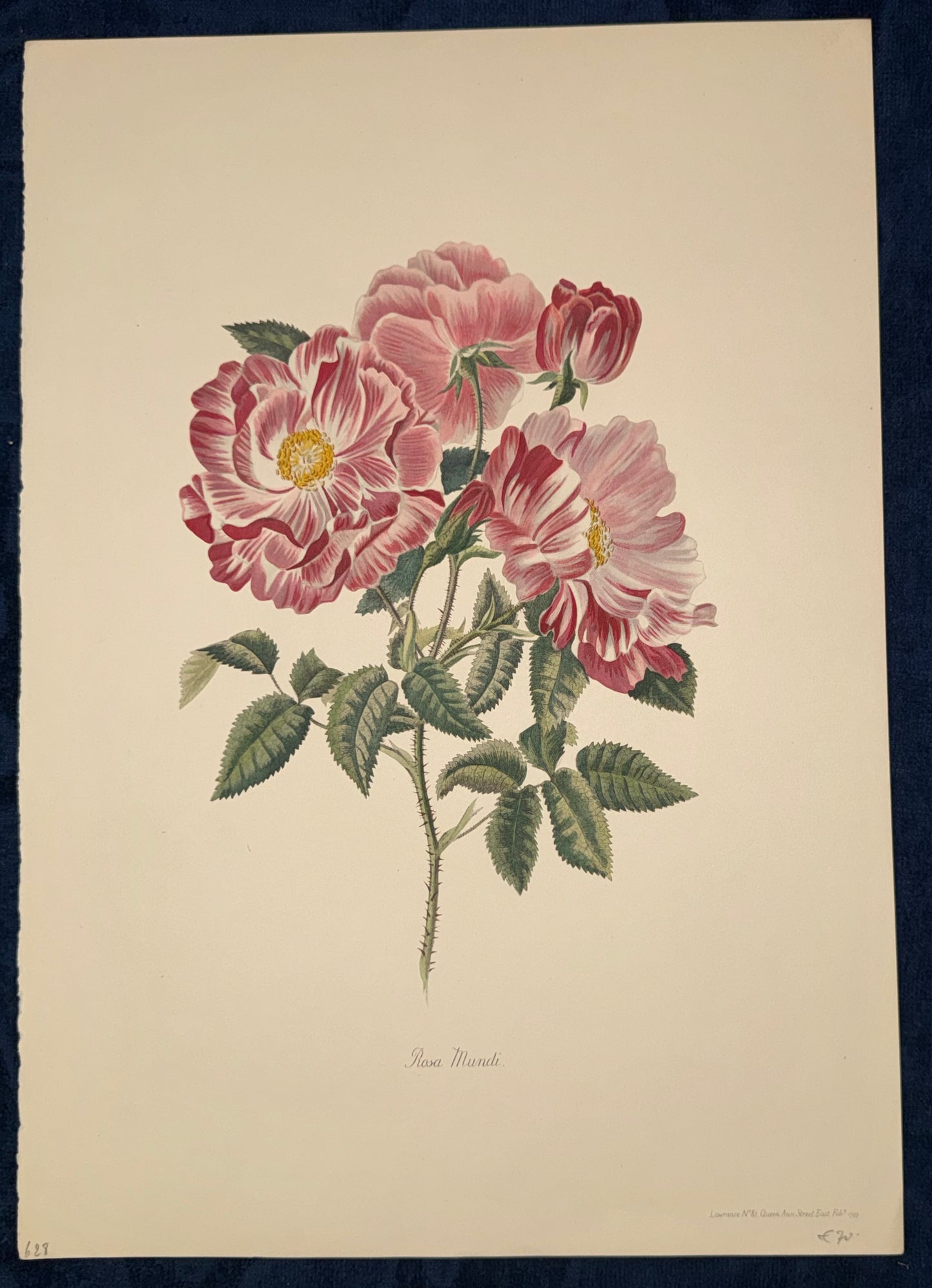 Rosa Mundi 1920 Original Botanik Tafel | Handkoloriert