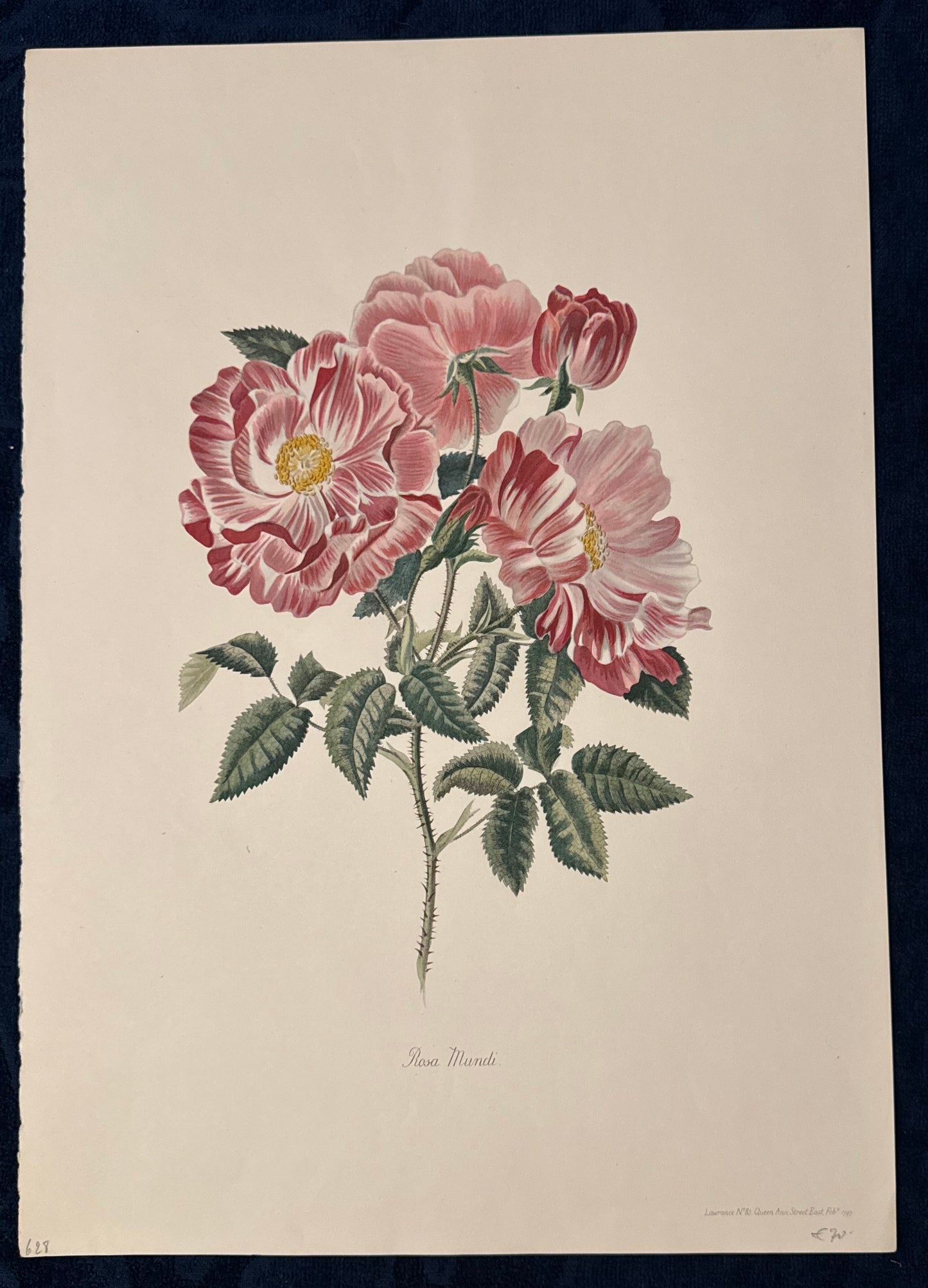 Rosa Mundi 1920 Original Botanik Tafel | Handkoloriert
