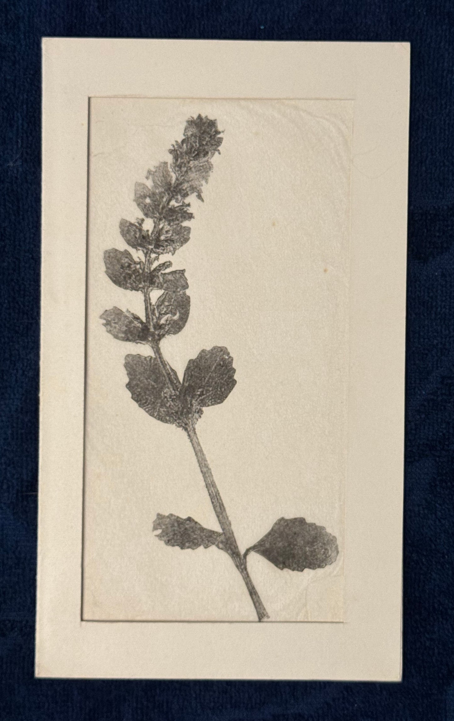 Original Pflanzendruck 1900 Passepartout | Botanische Monotypie