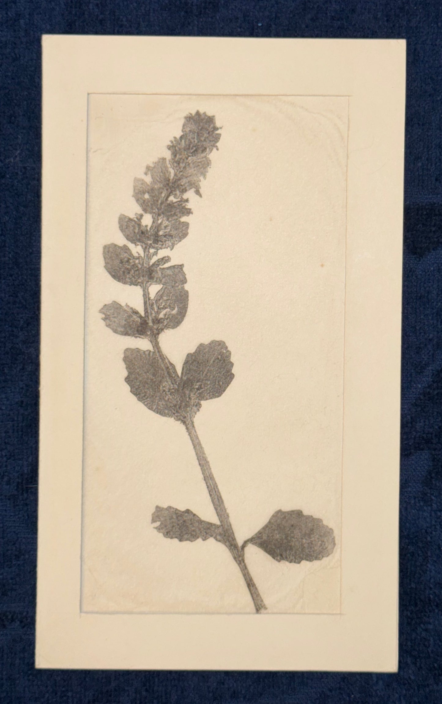 Original Pflanzendruck 1900 Passepartout | Botanische Monotypie
